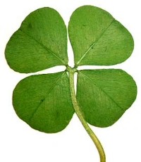 four-leaf-clover