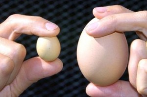 egg
