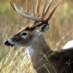 Deer Season & Toilet Flappers